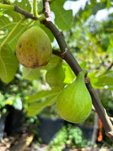 Fig Tree ‘Flanders'