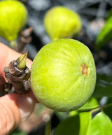 Fig Tree ‘Italian 258'