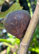 Fig Tree ‘Italian 258'