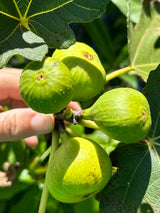 Fig Tree ‘Lattarula' aka 'Italian Honey'