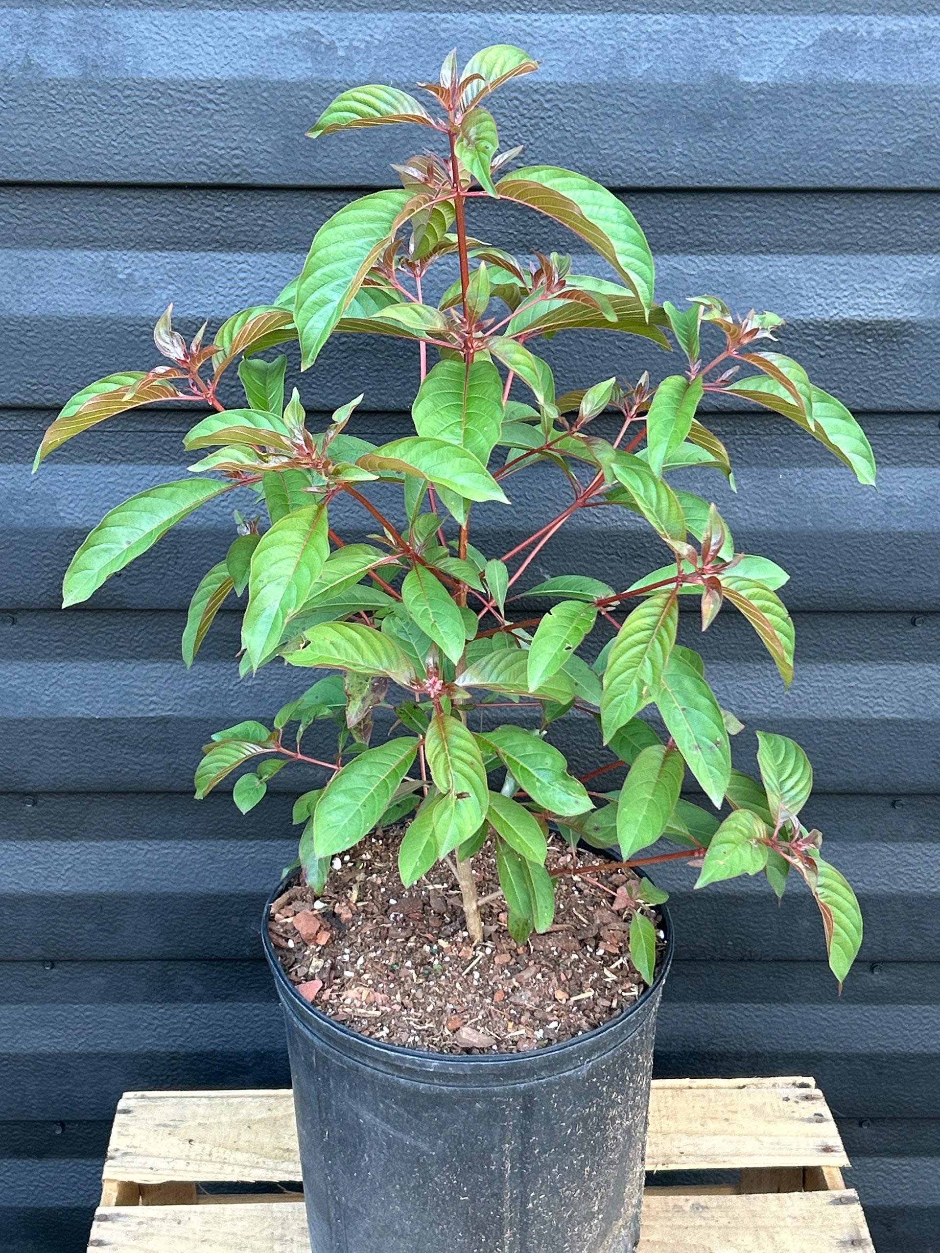 firebush succulent Firebush Plant – Incredible Edible Landscapes