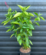 Firespike Plant