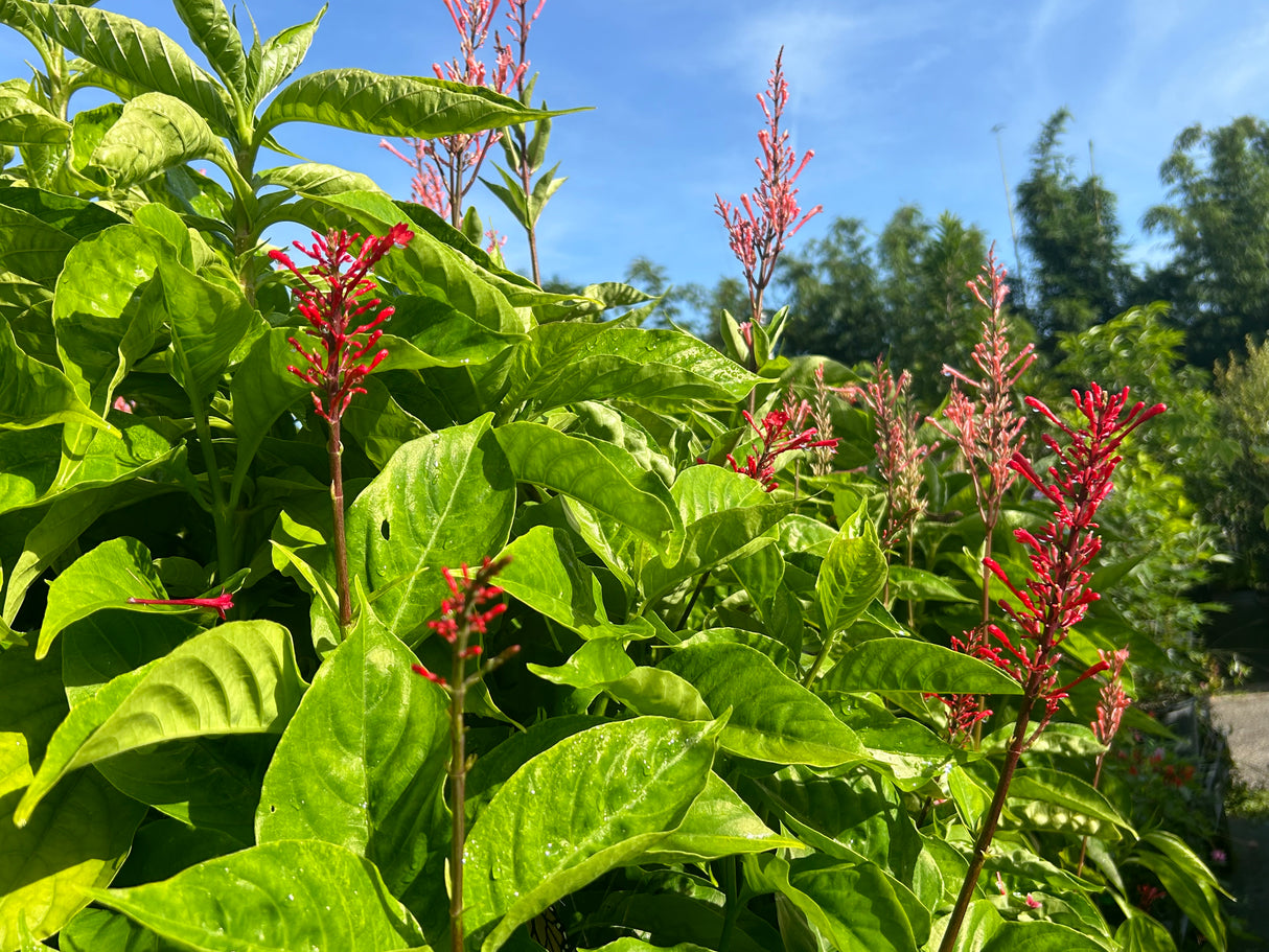 Firespike Plant