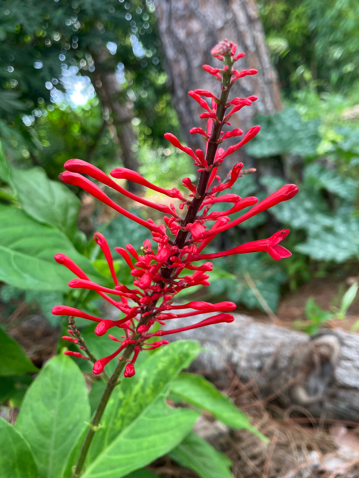 Firespike Plant