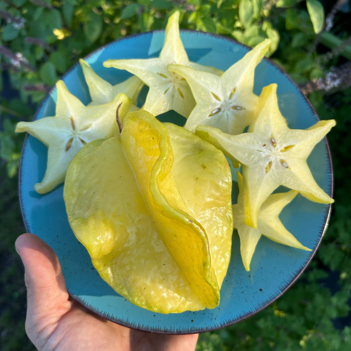 Carambola (Starfruit) Tree 'Fwang Tung' – Incredible Edible Landscapes