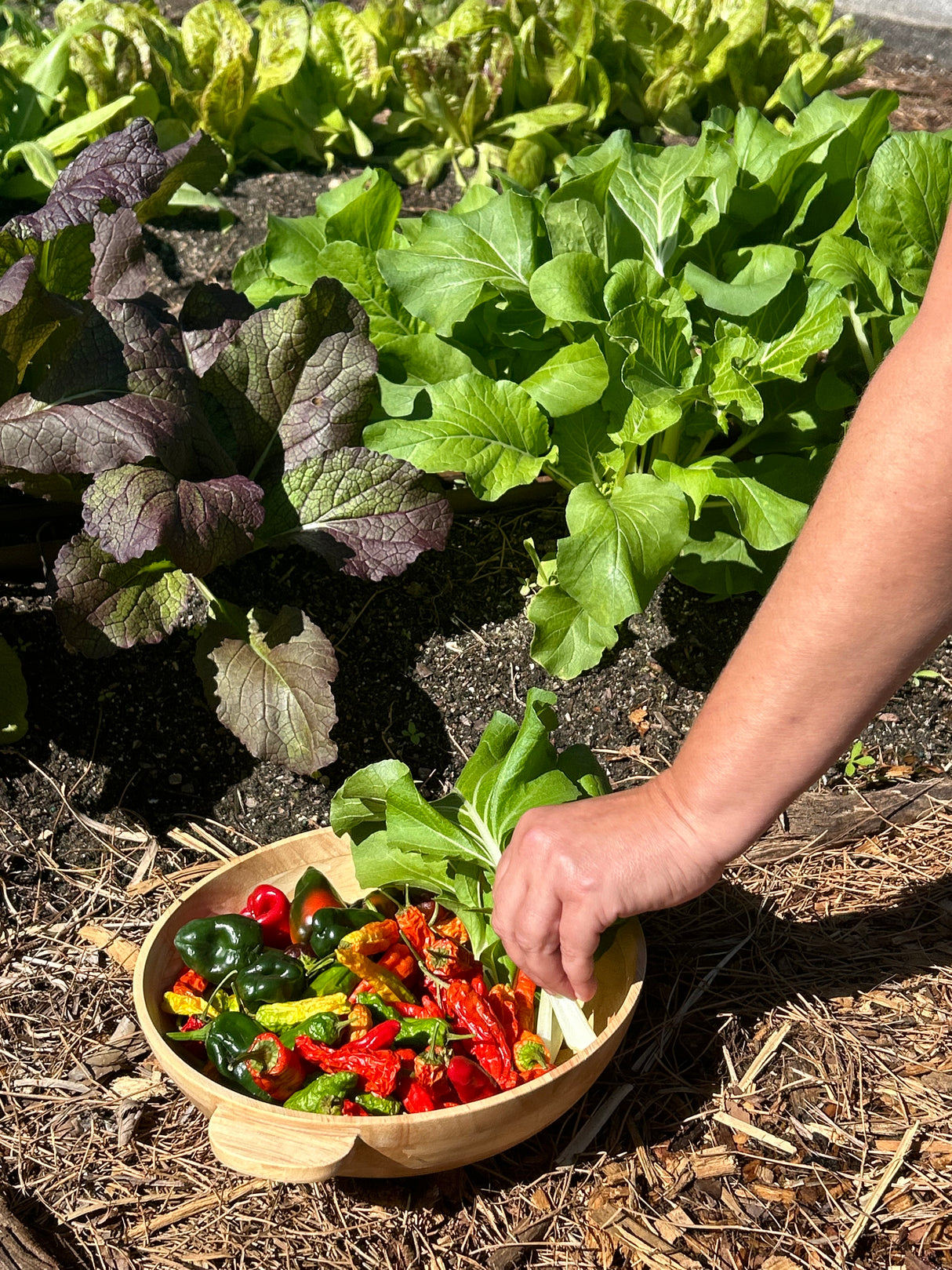 S. FL Veggie Gardening 101 Class -  December 17 @ 11am