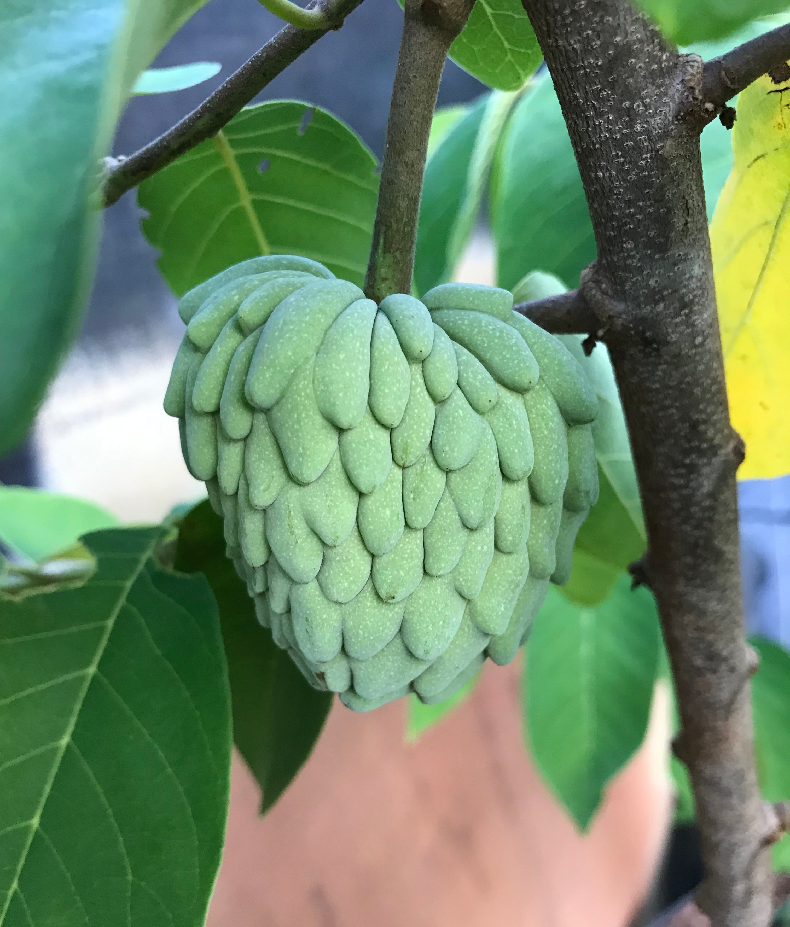 Atemoya Tree 'Geffner' – Incredible Edible Landscapes