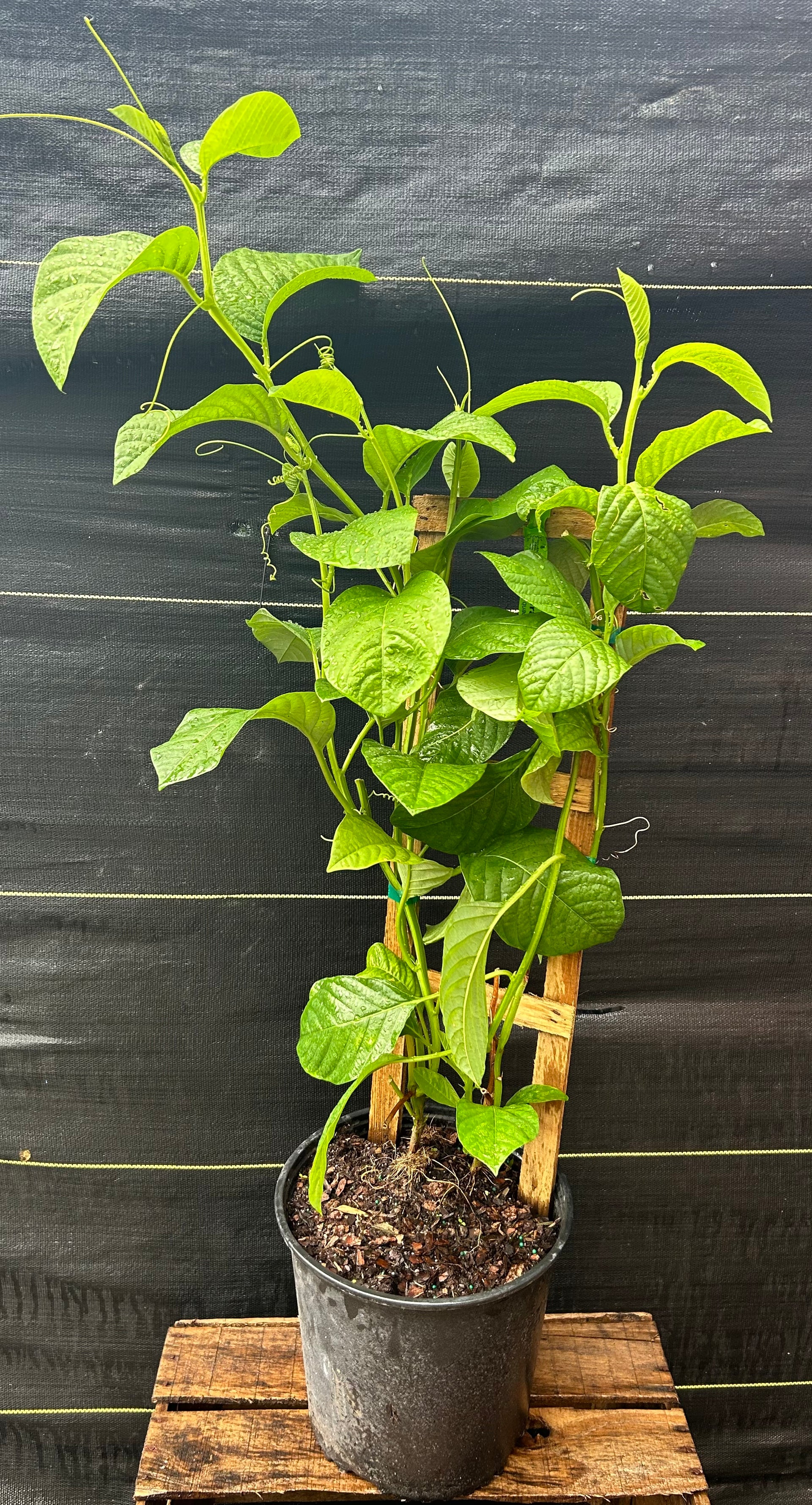 granadilla plant in pot Passionfruit Vine 'Giant Granadilla'