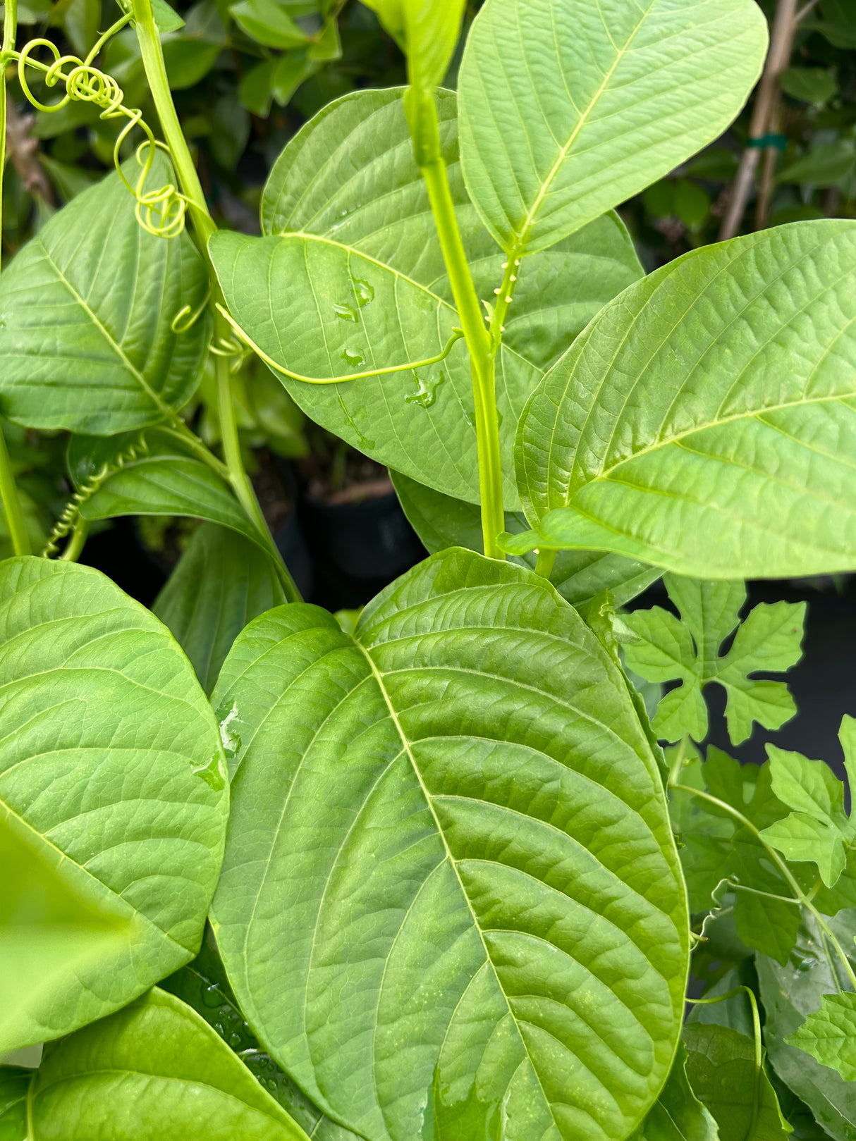 Passionfruit Vine 'Giant Granadilla'
