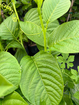 Passionfruit Vine 'Giant Granadilla'