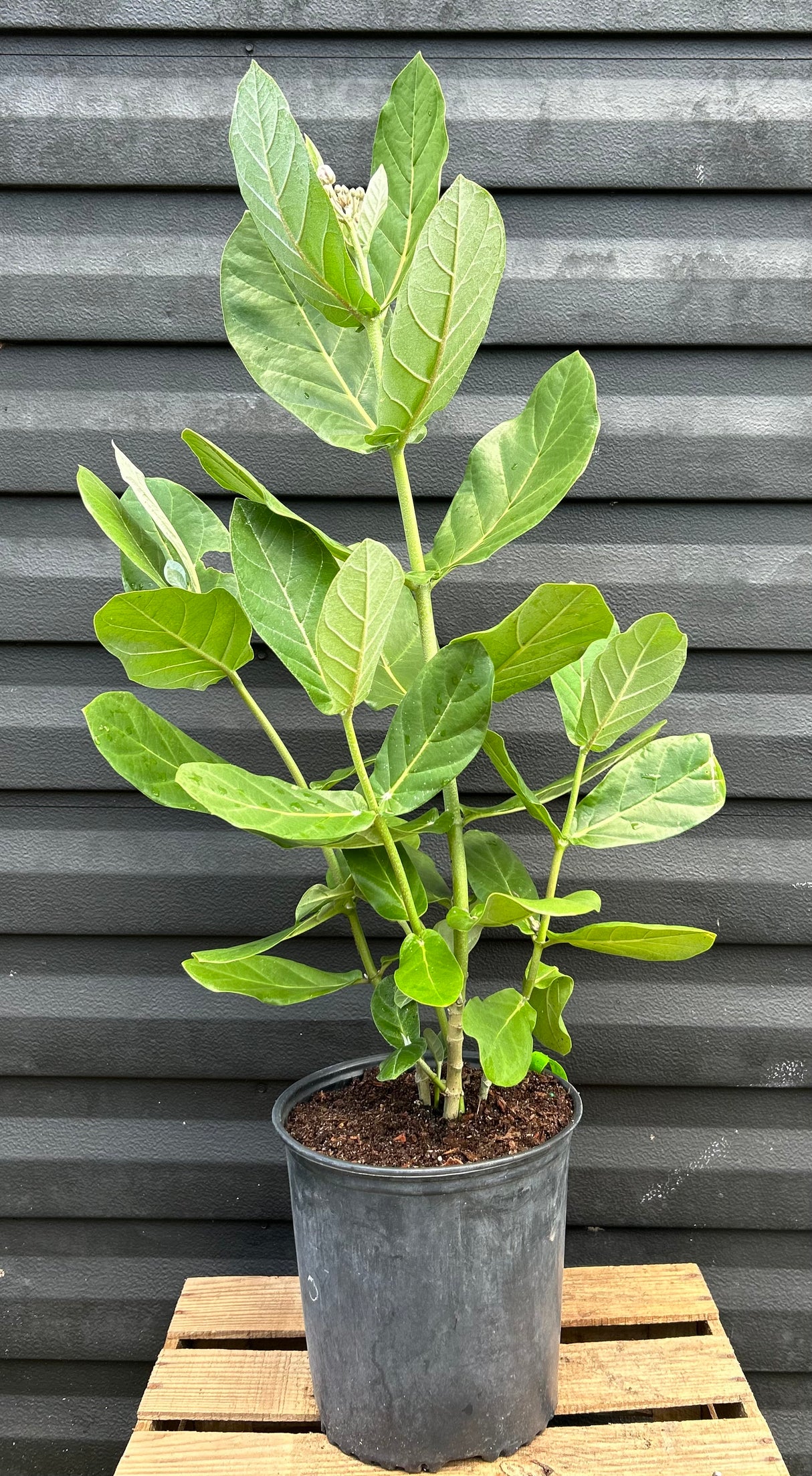 Giant Milkweed Plant