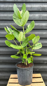 Giant Milkweed Plant