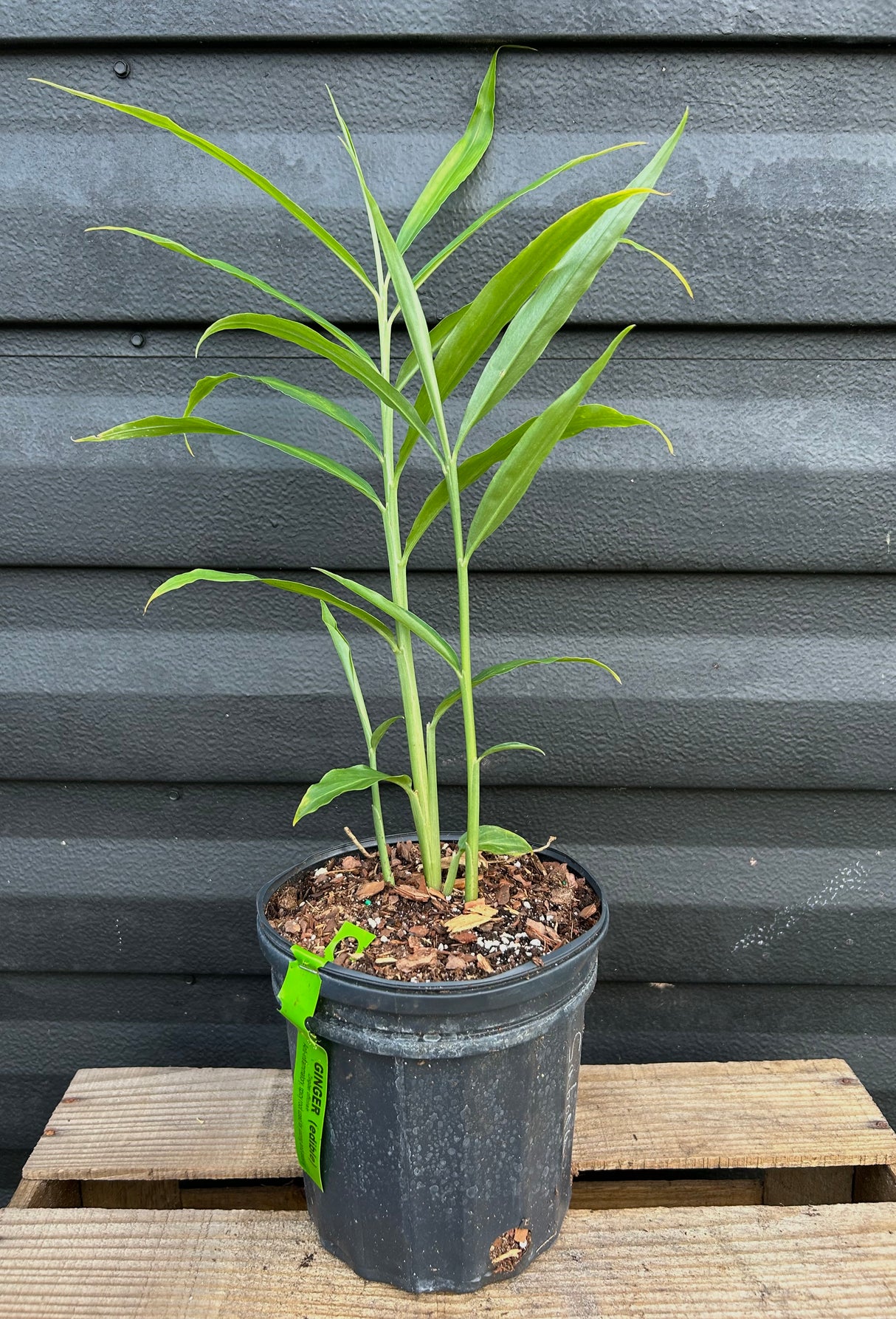 Ginger Plant