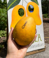 Mango Tree ‘Glenn’