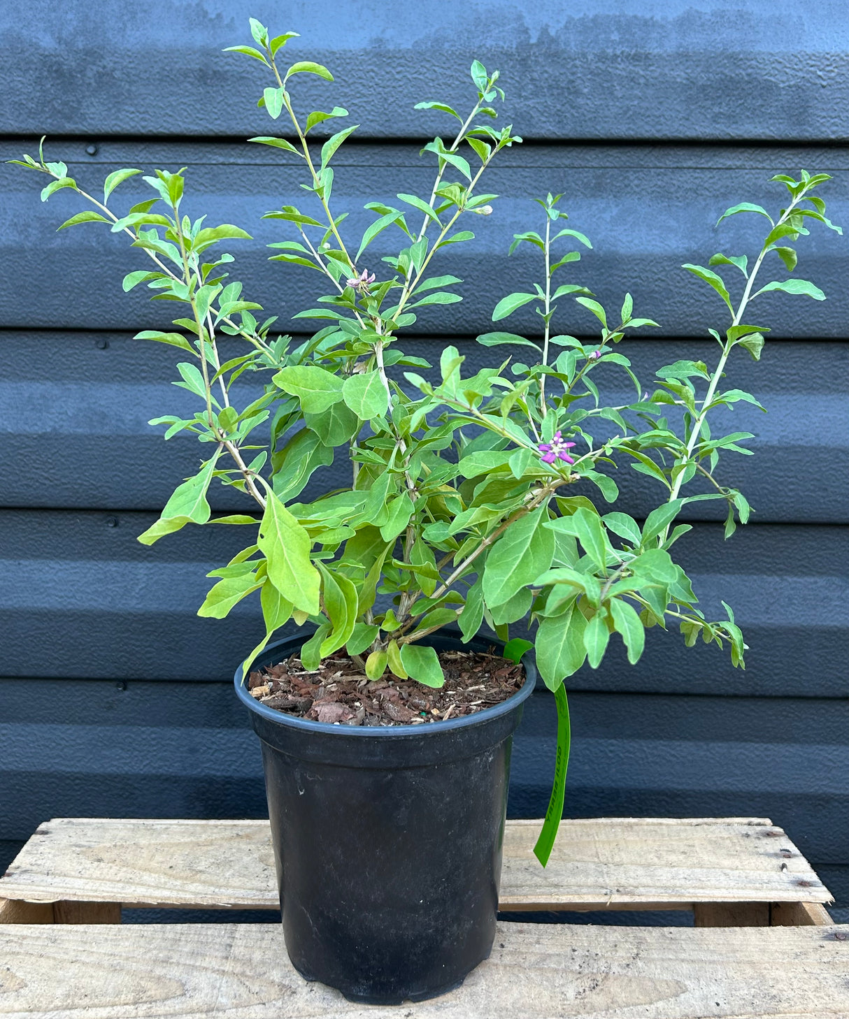 Goji Berry Plant