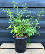 Goji Berry Plant