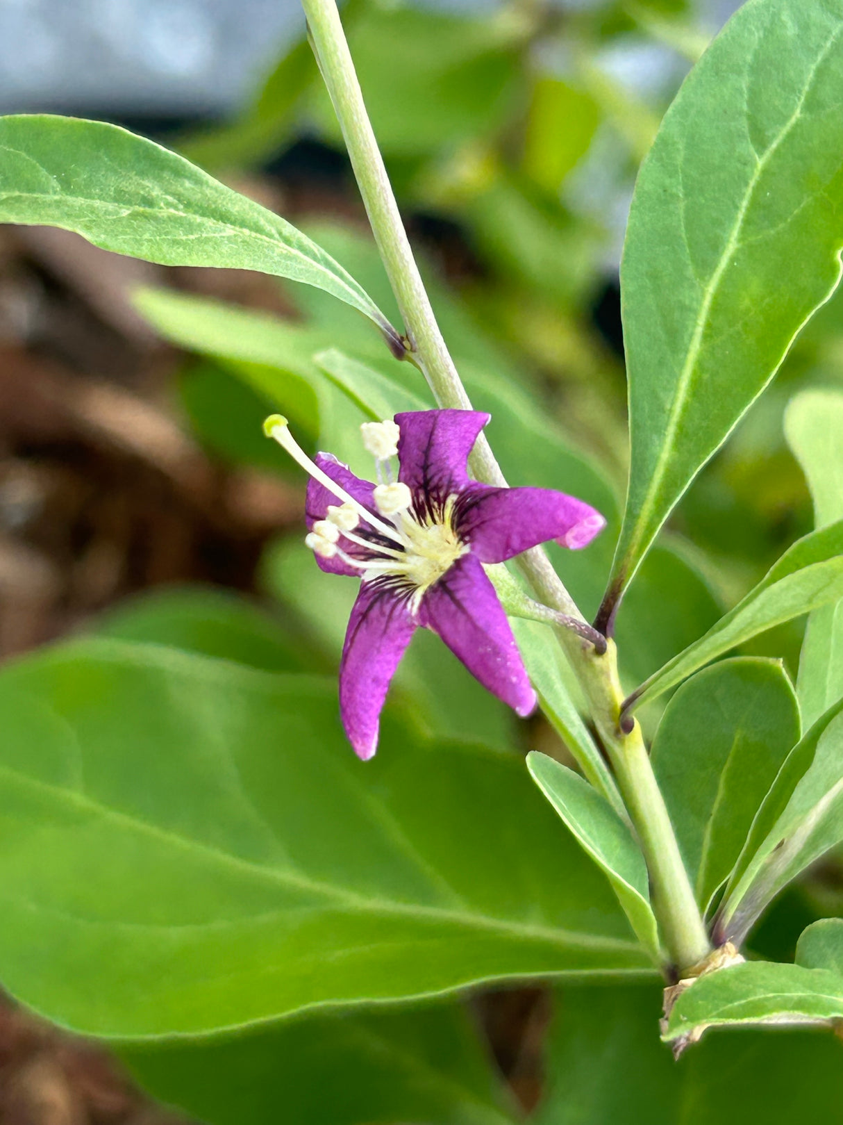 Goji Berry Plant