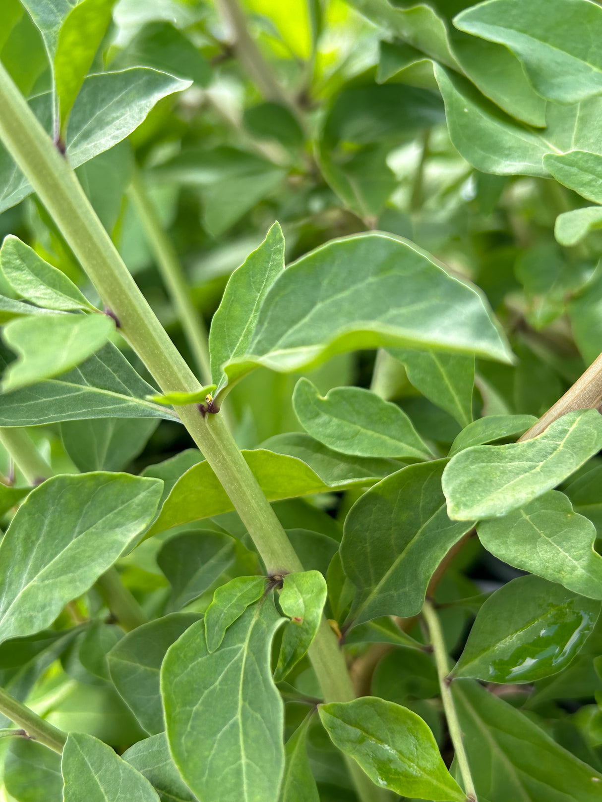 Goji Berry Plant