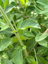 Goji Berry Plant