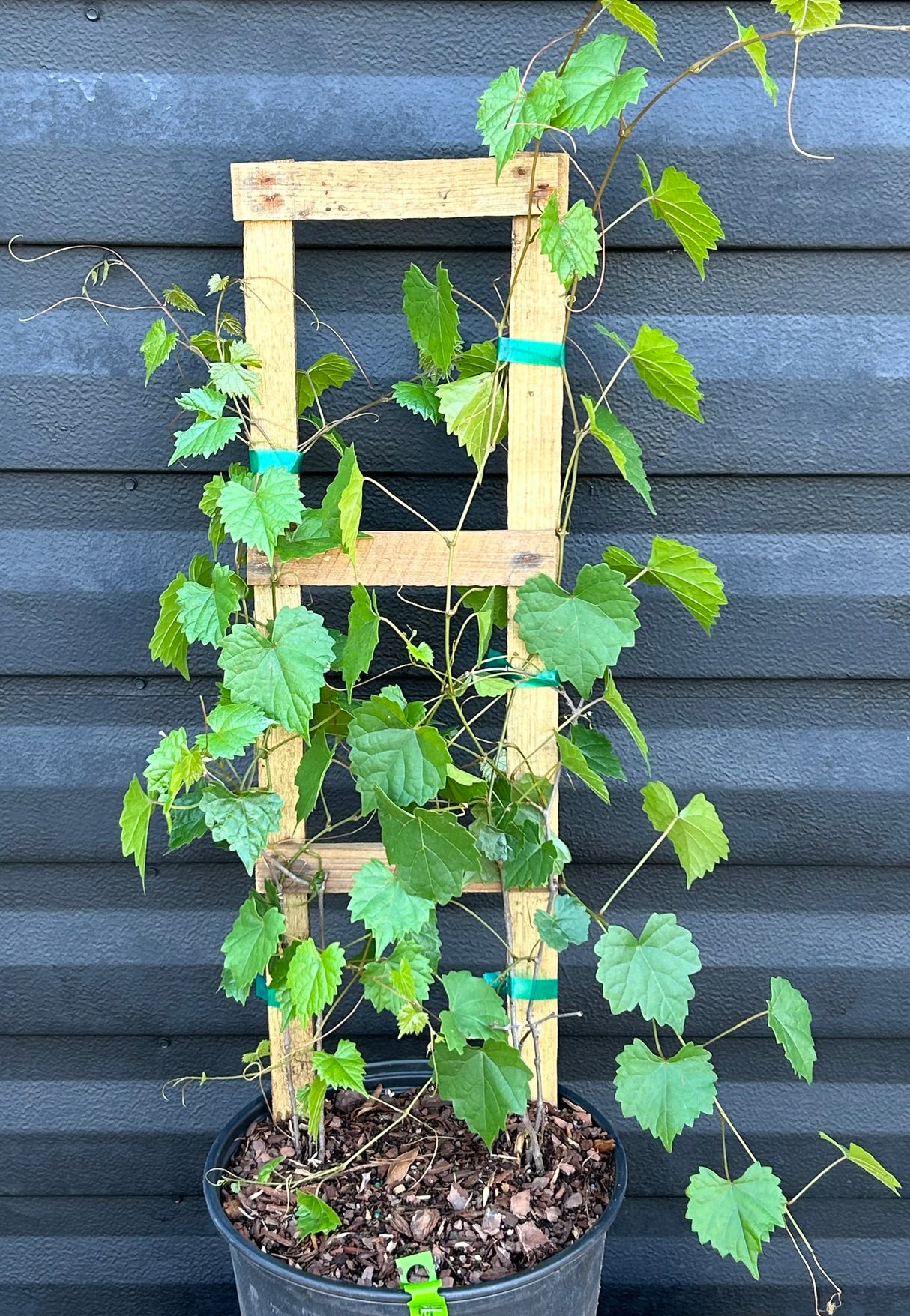Muscadine Grape Vine  'Delicious'