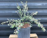 Grayleaf Teabush