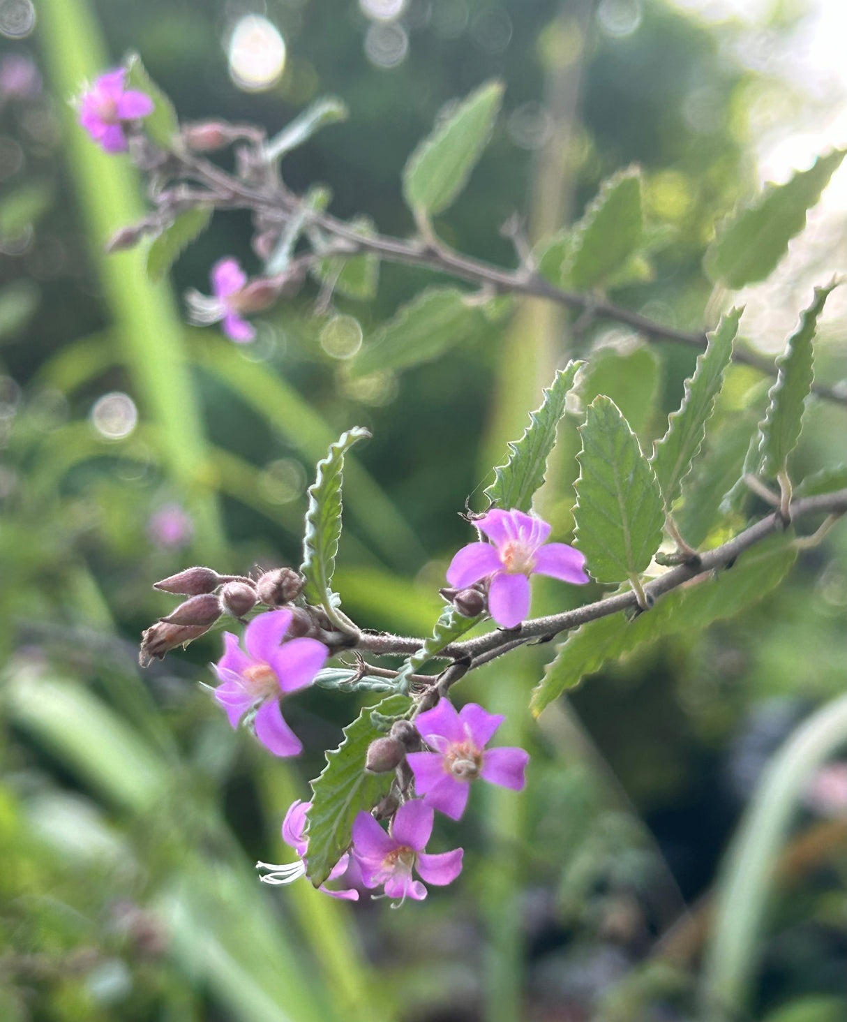 Grayleaf Teabush