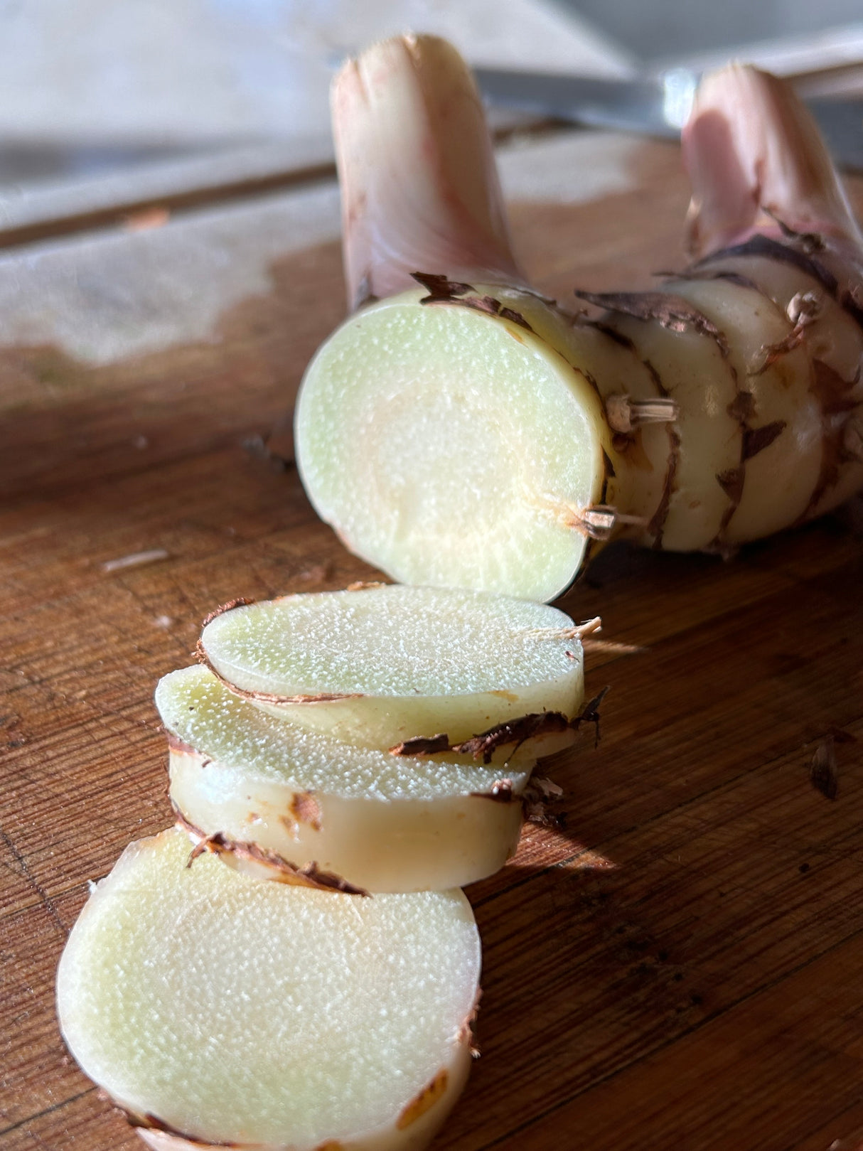 Galangal Plant ‘Greater’