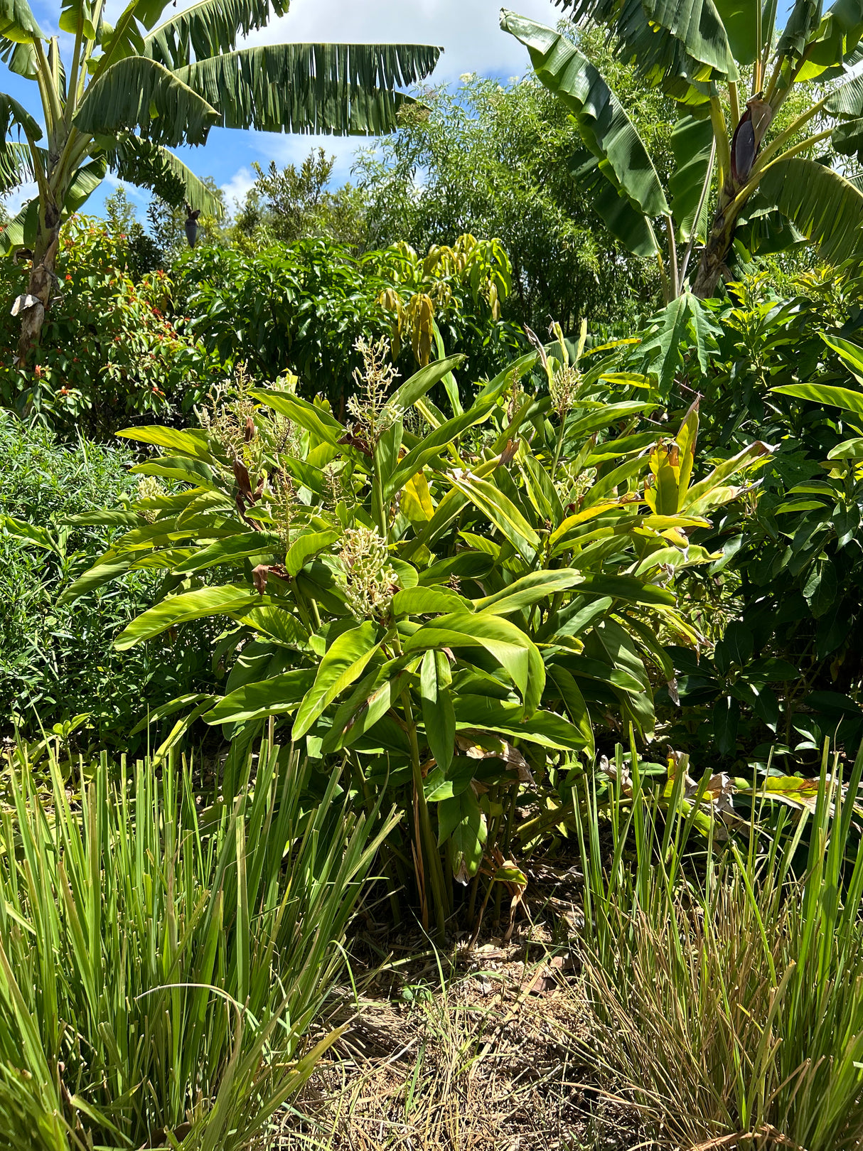 Galangal Plant ‘Greater’