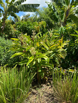 Galangal Plant ‘Greater’