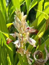 Galangal Plant ‘Greater’