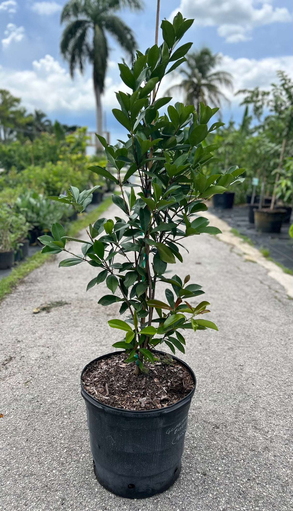 Grumichama Tree