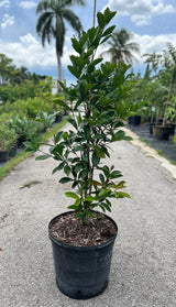 Grumichama Tree