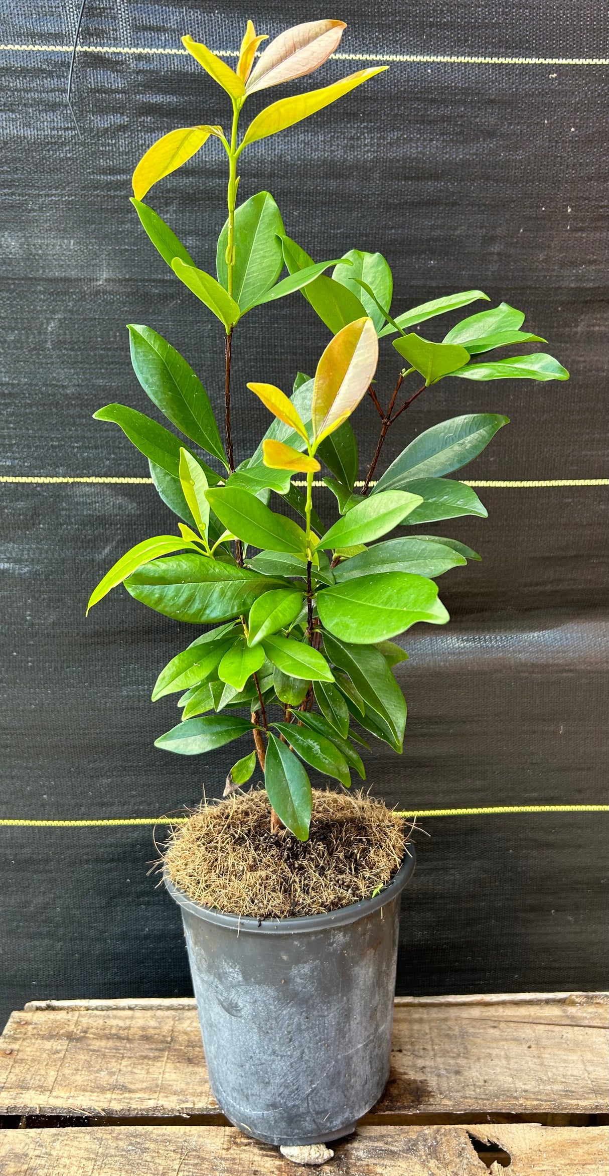 Grumichama Tree