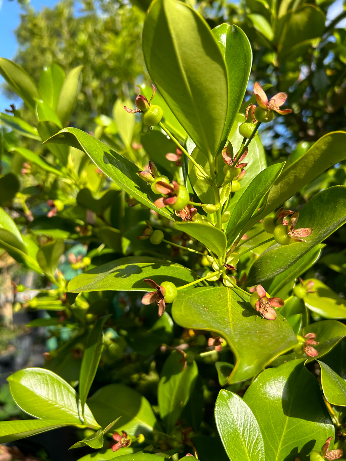 Grumichama Tree