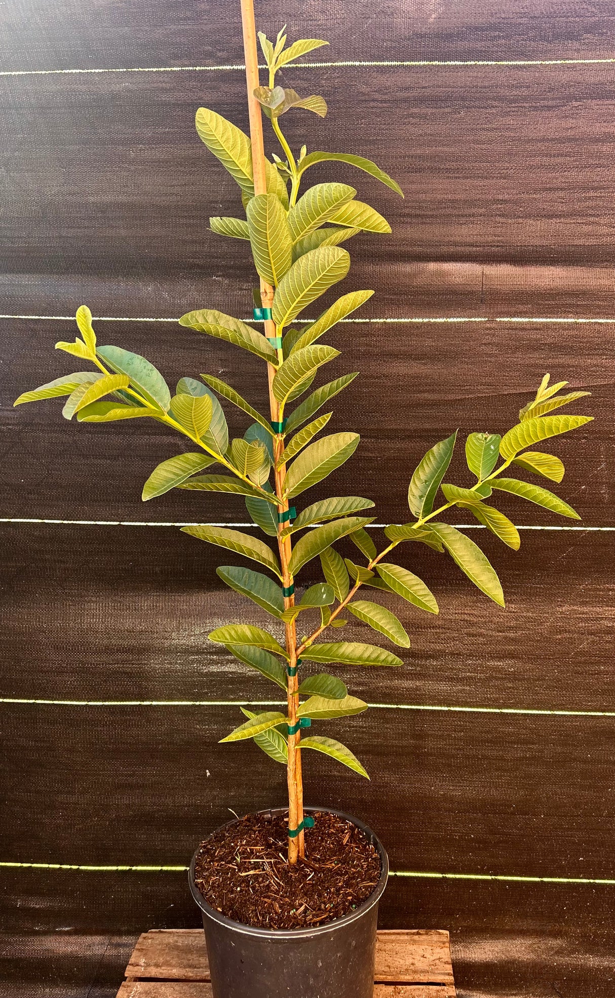 Guava Tree ‘Barbie Pink’