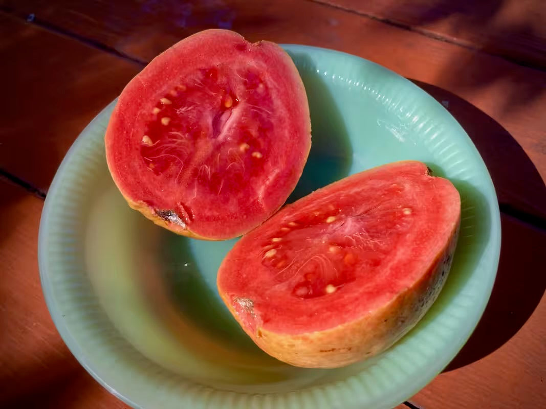 Guava Tree ‘Barbie Pink’