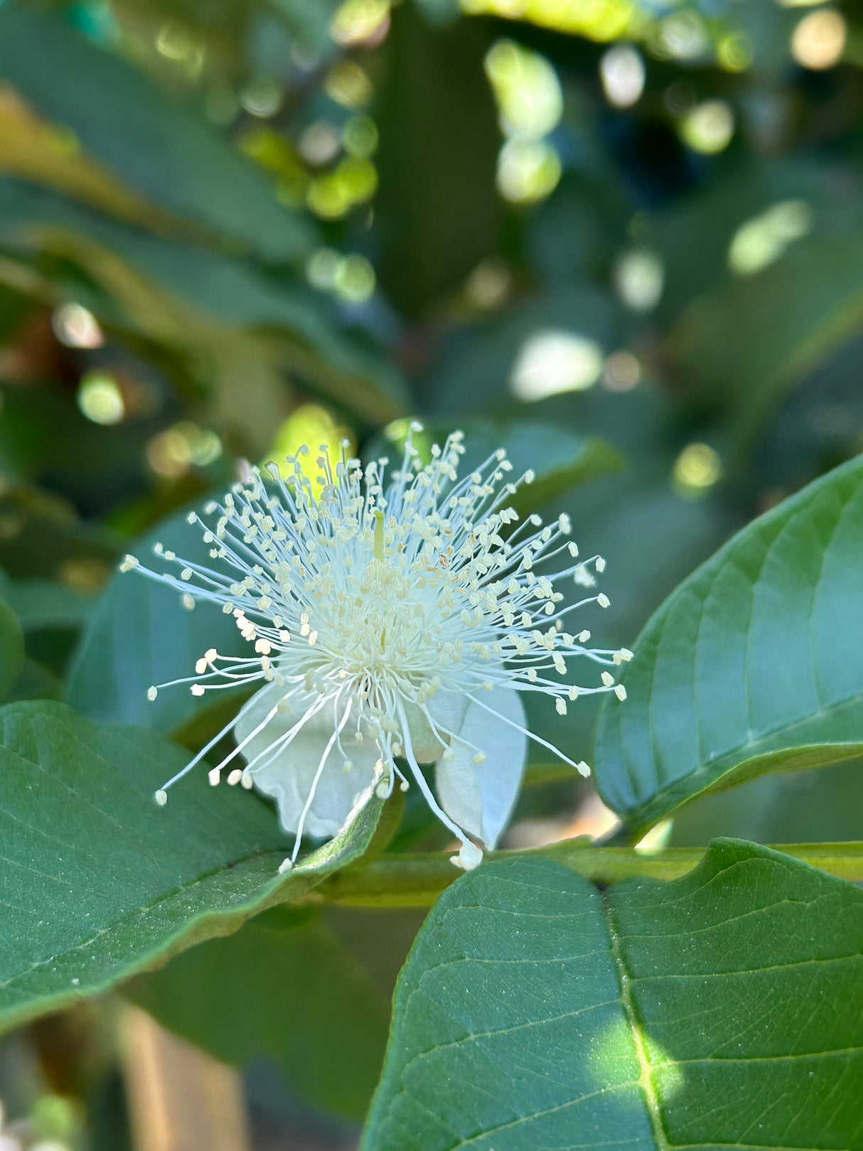 Guava Tree ‘Barbie Pink’