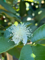 Guava Tree ‘Barbie Pink’
