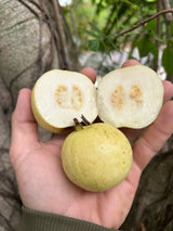 Guava Tree 'Indonesian White Seedless'