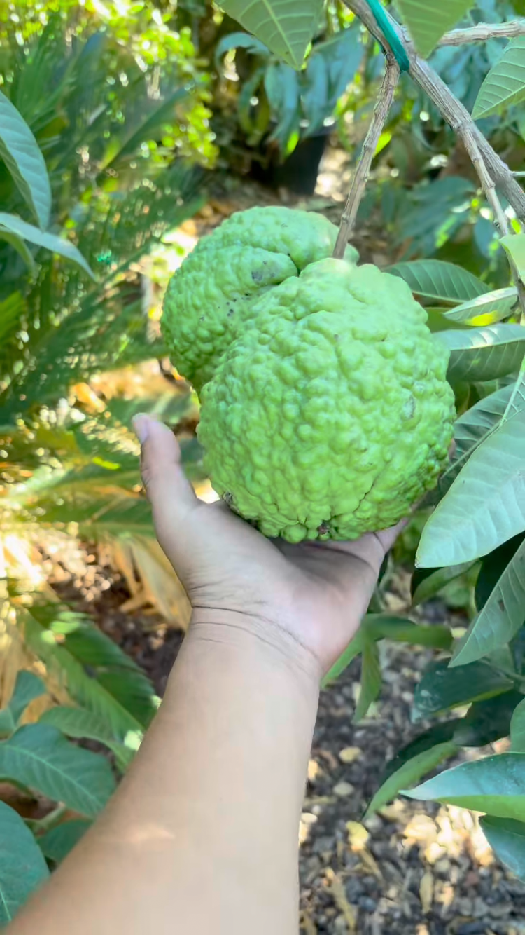 Guava Tree ‘Kilo’