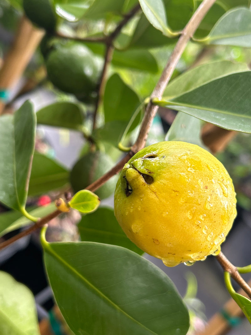 Cattley Guava Tree 'Lemon' – Incredible Edible Landscapes