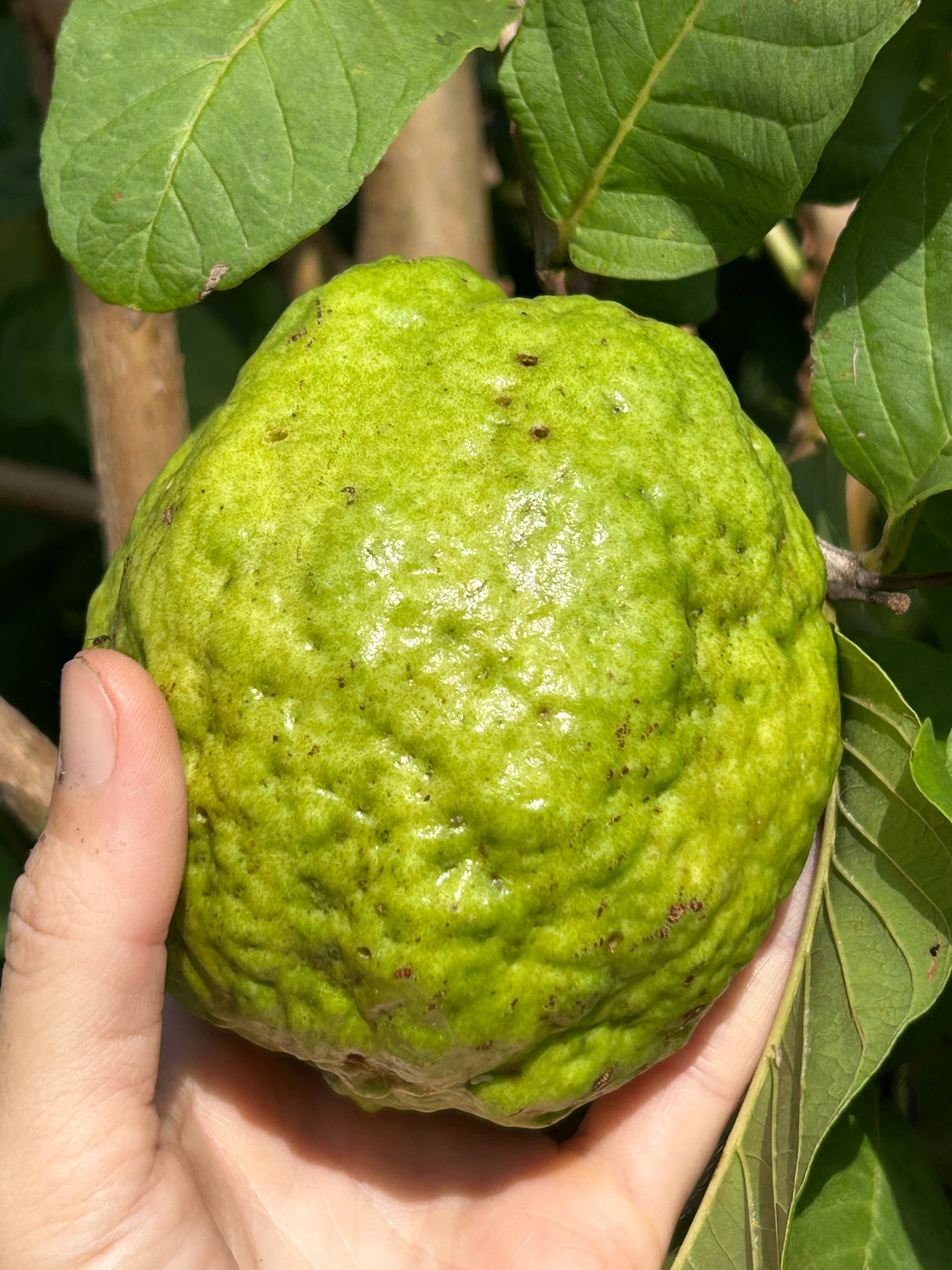 Guava Tree 'Thai White'