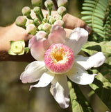 Gustavia angustifolia