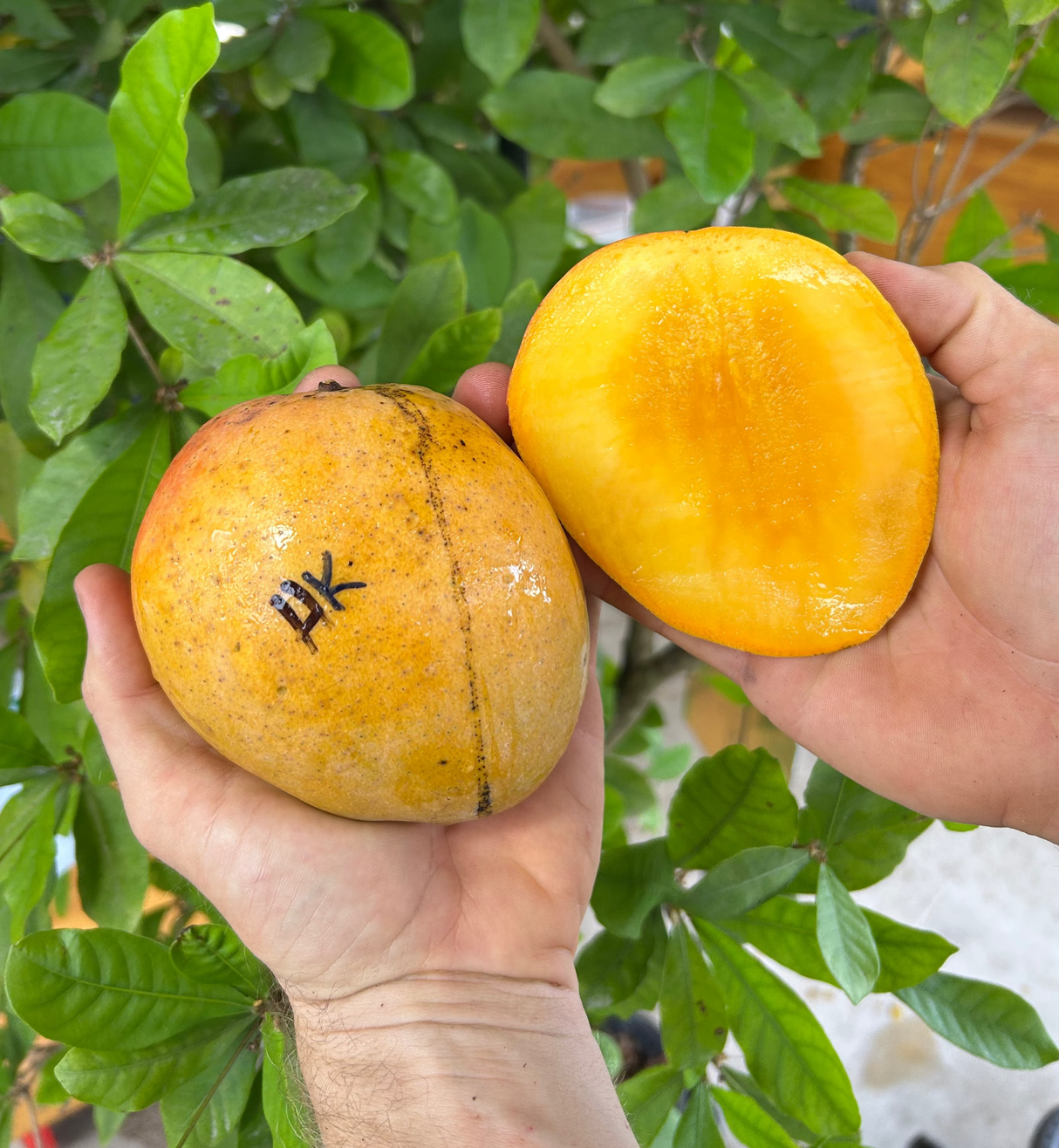 Mango Tree ‘Honey Kiss’