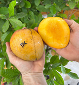 Mango Tree ‘Honey Kiss’