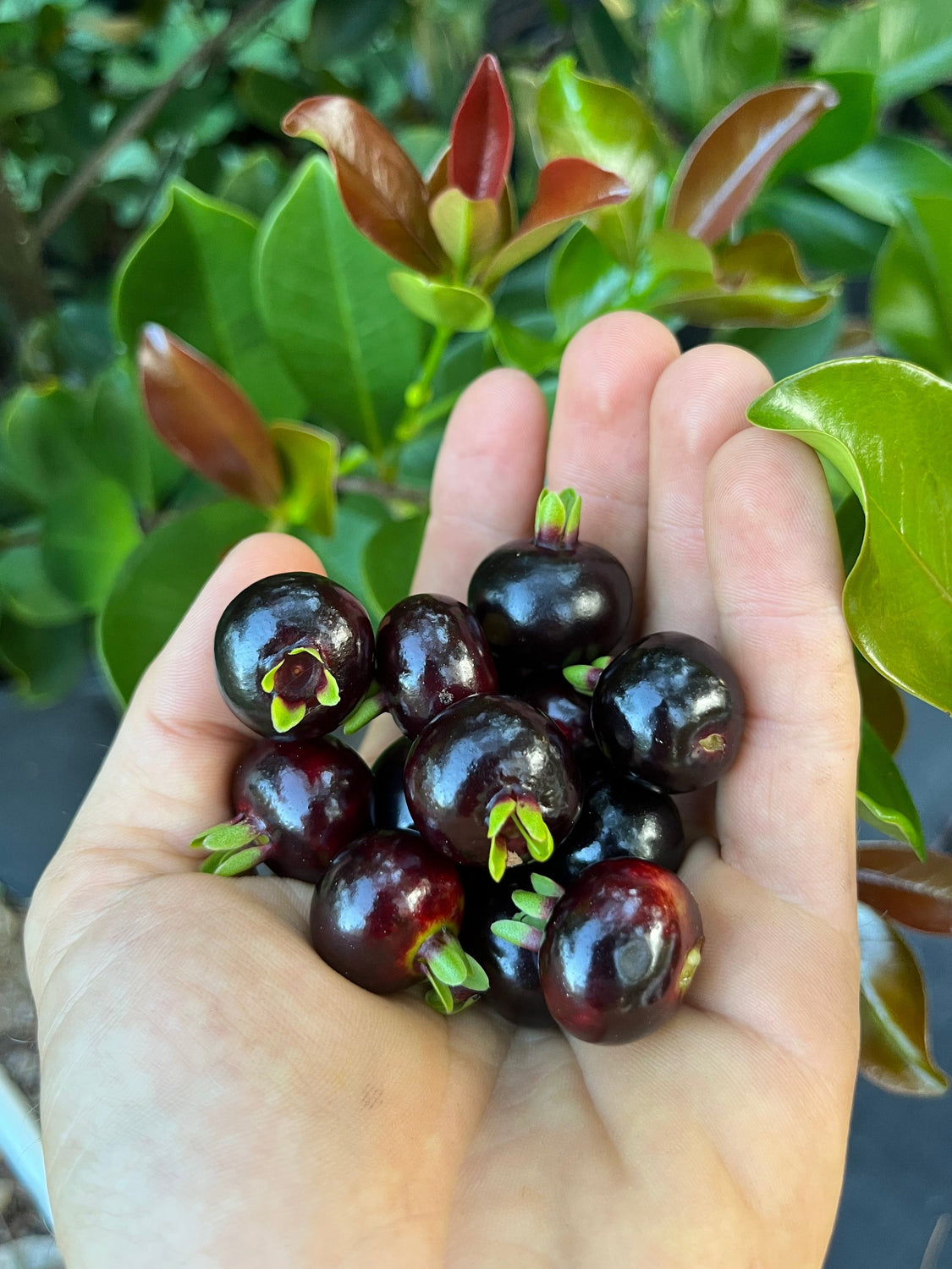 Grumichama Tree – Incredible Edible Landscapes