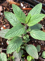 Annual Flowers - 6 inch pot