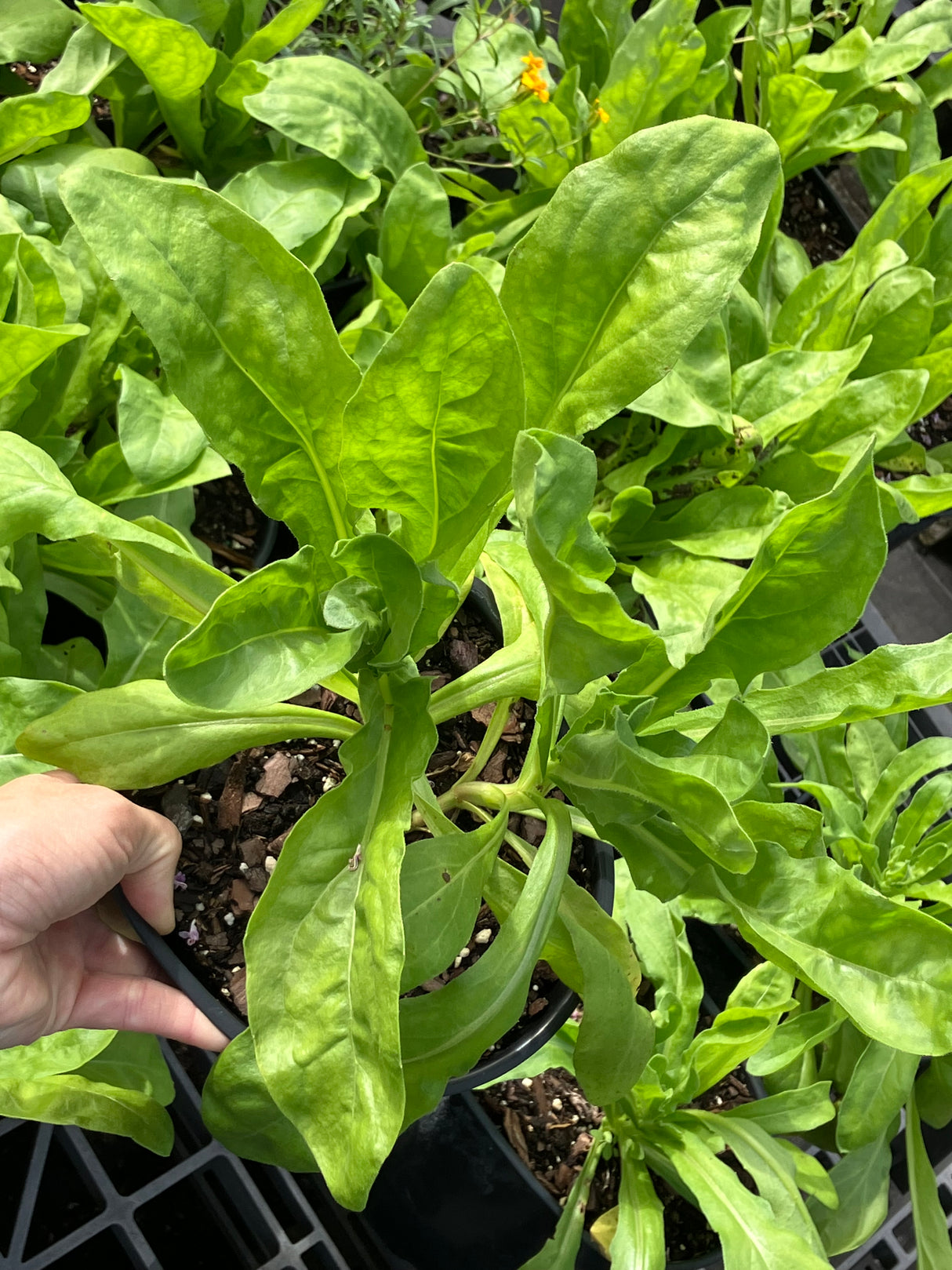 Annual Flowers - 6 inch pot