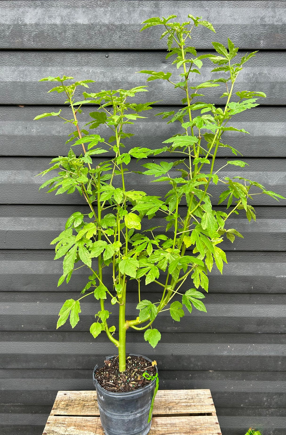 Monarch Rosemallow Plant