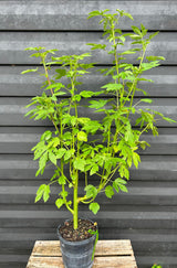 Monarch Rosemallow Plant